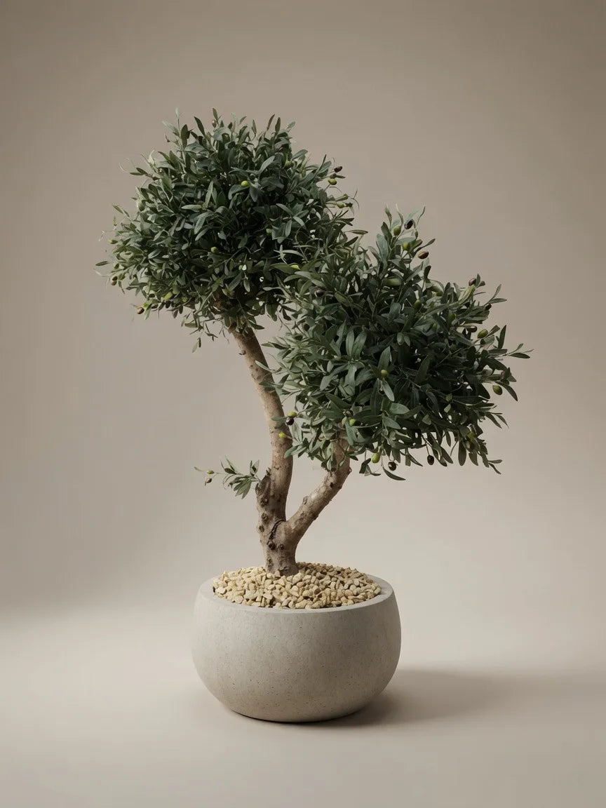 POCO DE OLIVA - Handcrafted olive tree