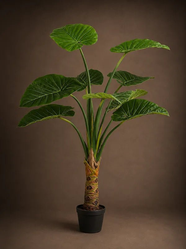 Alocasia - PAMPASKONING