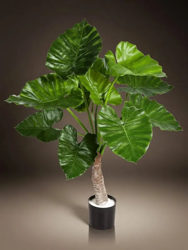 Alocasia - PAMPASKONING