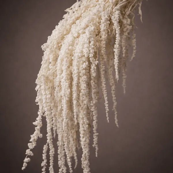 AMARANTHUS - PAMPASKONING