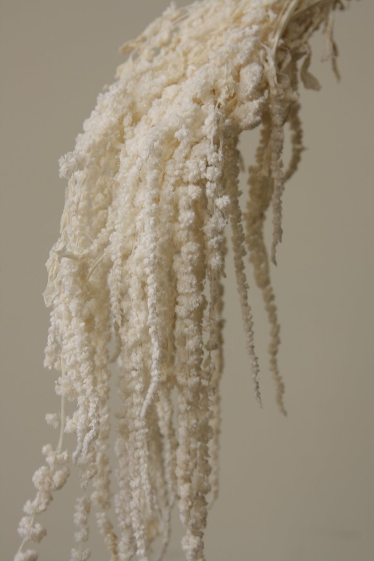 AMARANTHUS - Phanging dried flowers - home decor