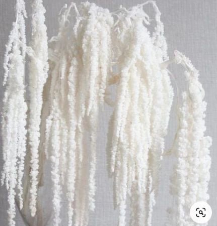 AMARANTHUS - Pbranches - home decor - dried flowers