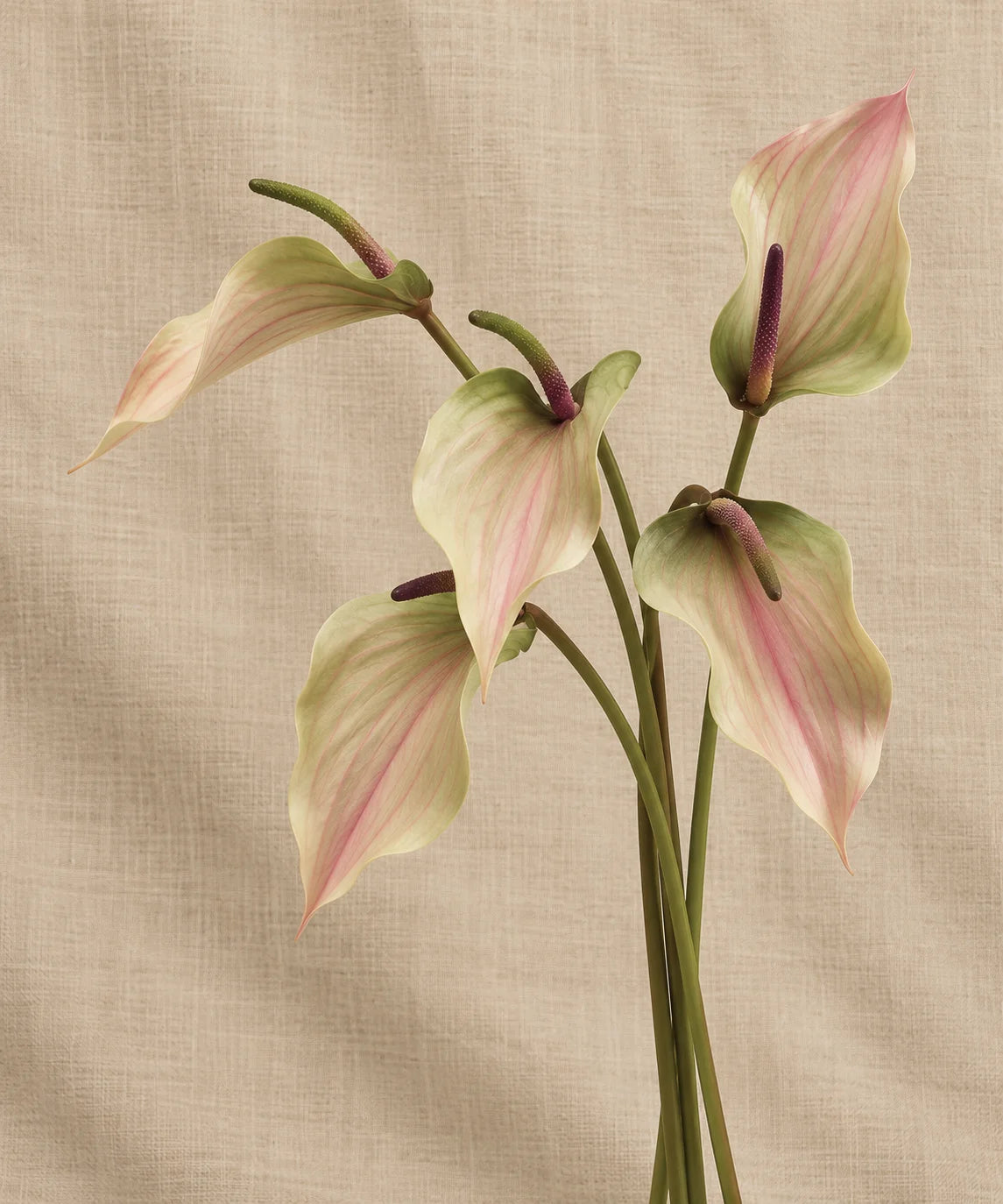 PREMIUM LILY ANTHURIUM BLUSH GREEN