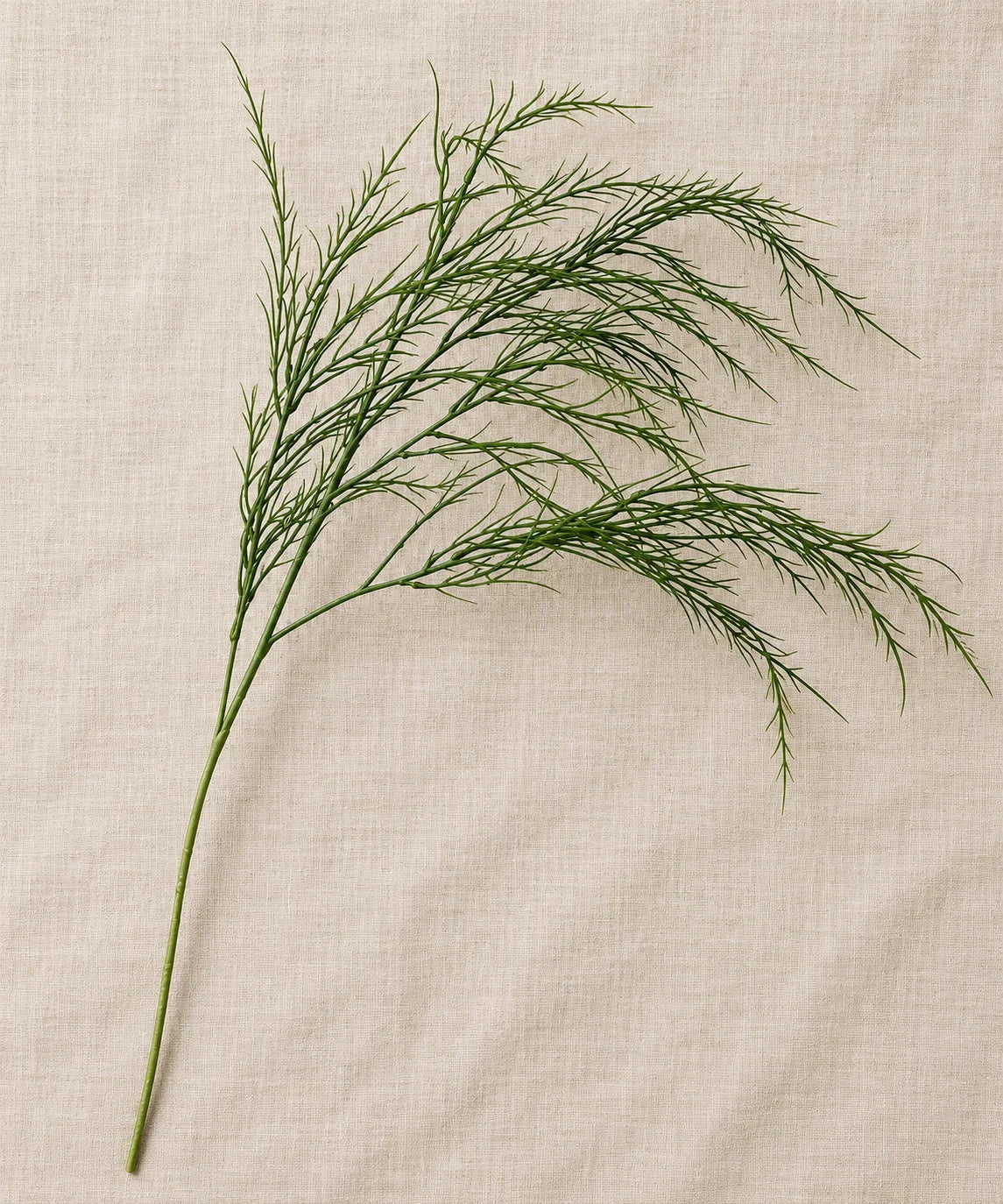 PREMIUM ASPARAGUS GREEN