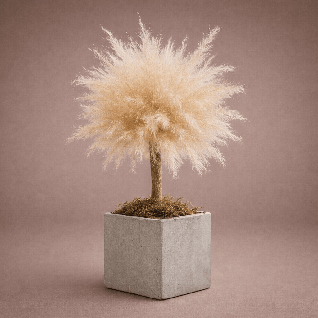 BABY BONSAI - PAMPASKONING