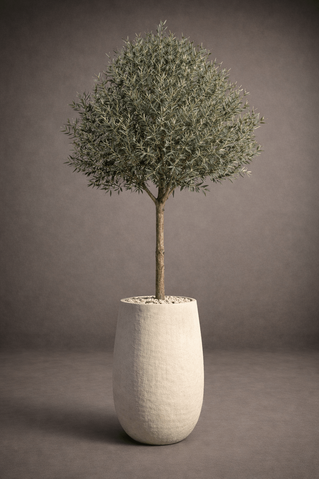 BIG OLIVE TREE - PAMPASKONING