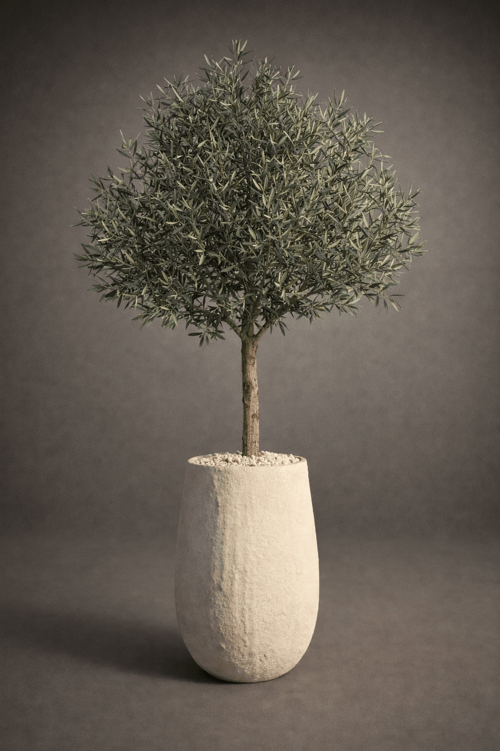 BIG OLIVE TREE - PAMPASKONING