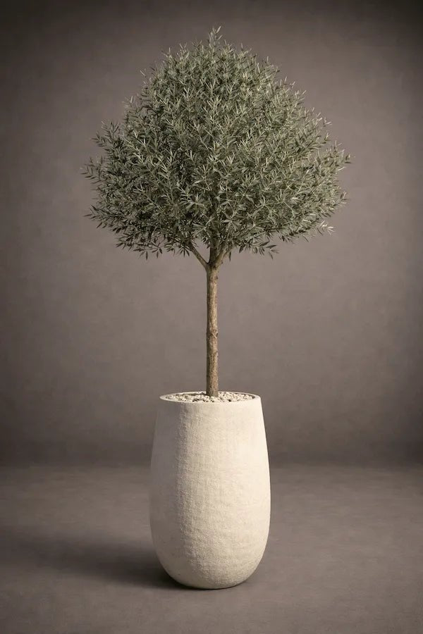 BIG OLIVE TREE - PAMPASKONING
