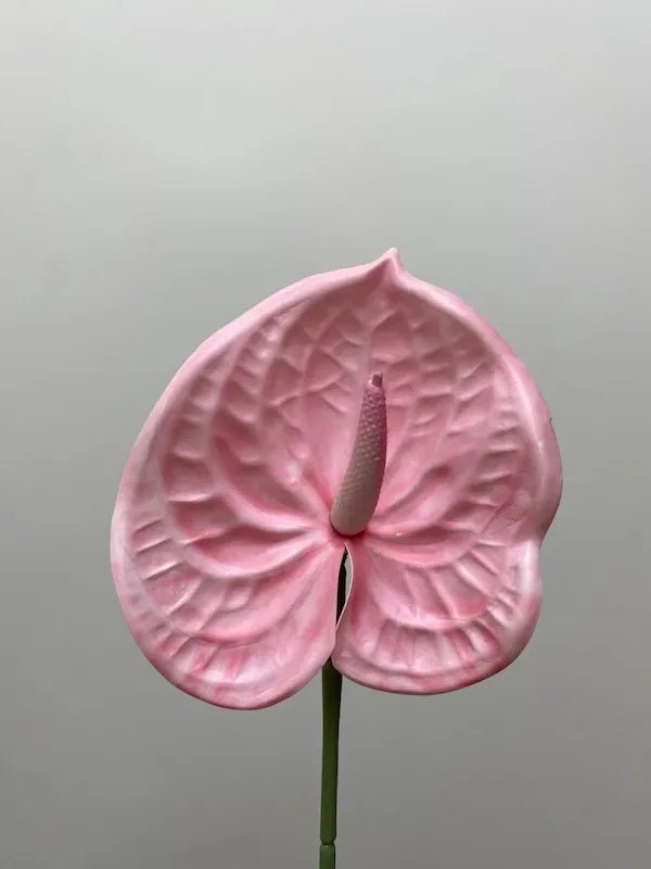 BLUSH ANTHURIUM - PAMPASKONING