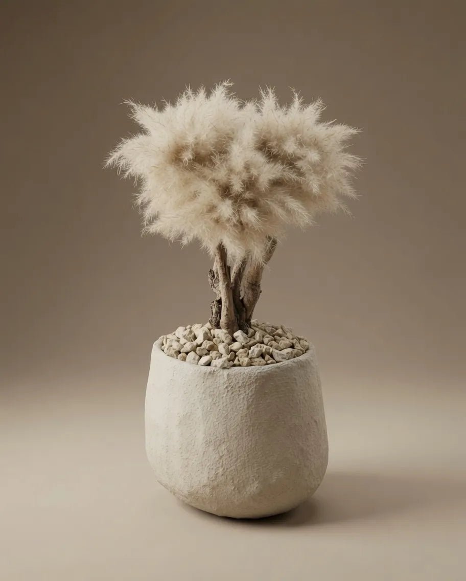 COTTO BONSAI - PAMPASKONING