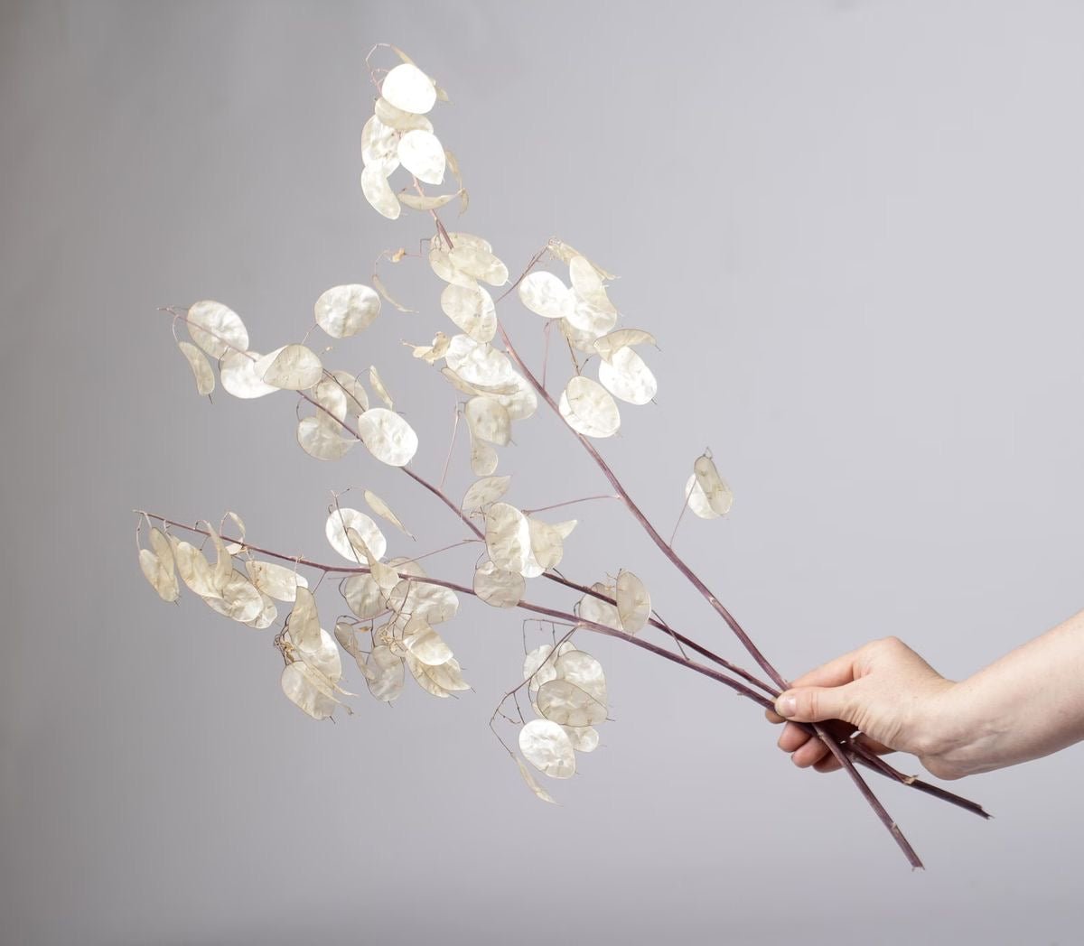 dried lunaria - dried flowers - home decor