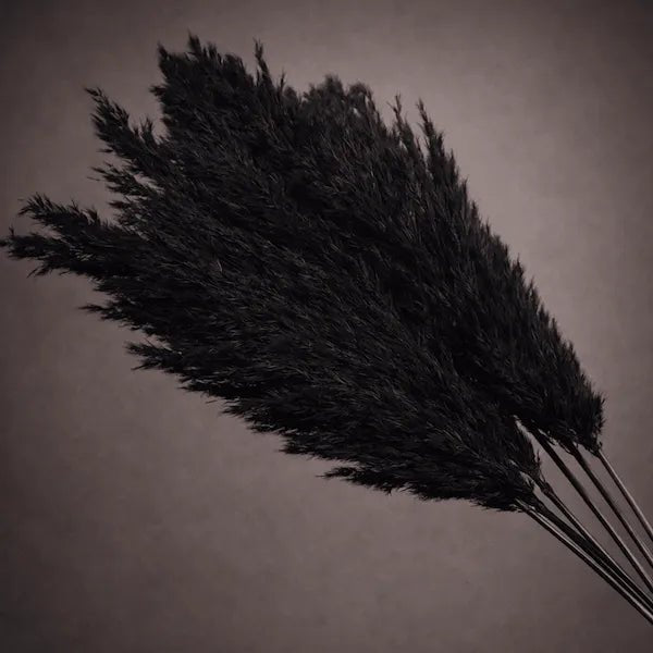FLUFFY BLACK - PAMPASKONING