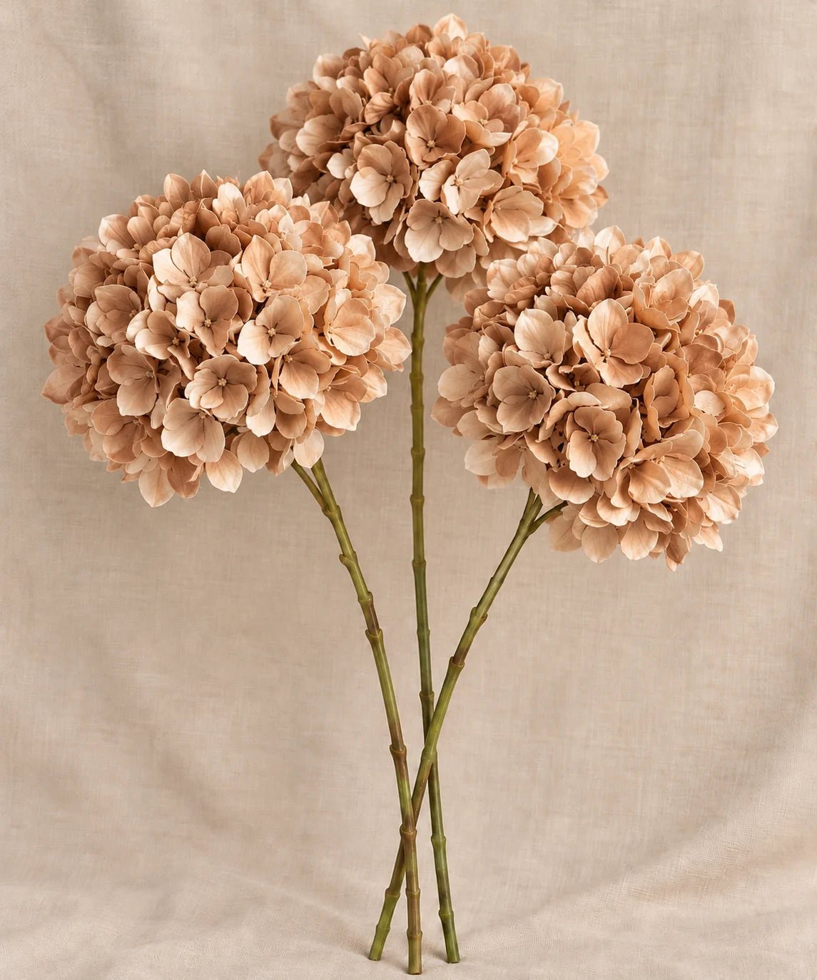 FLUFFY HYDRANGEA BROWN - PAMPASKONING