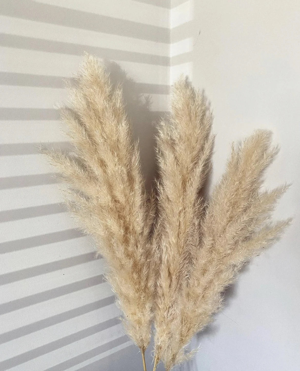 fluffy pampas grass home decor dried flowers bohochic fluffy