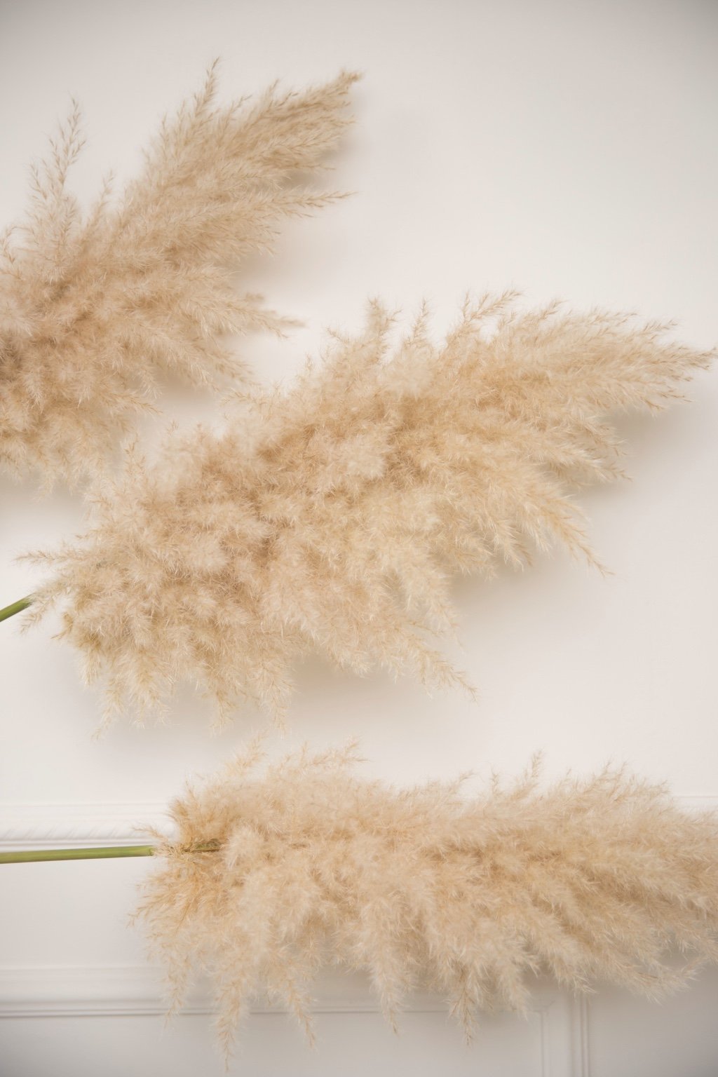 king pampas grass - bohemian decor