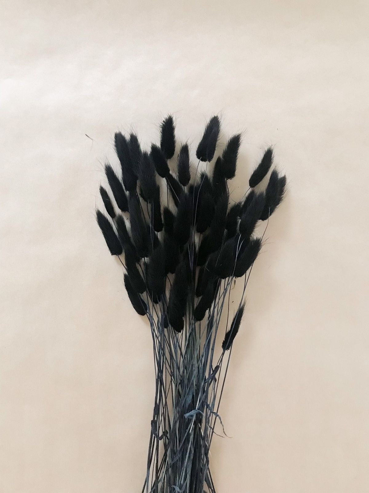 LAGURUS - BLACK DRIED FLOWERS - HOME DECOR