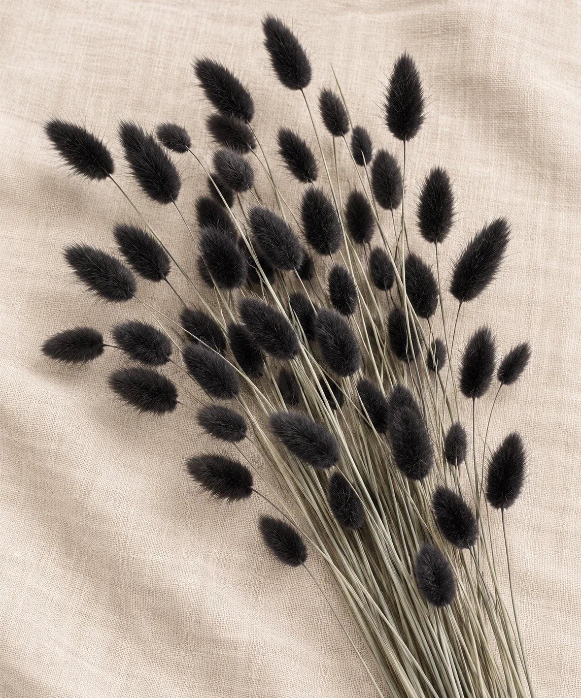 Lagurus Bunny Tails - PAMPASKONING
