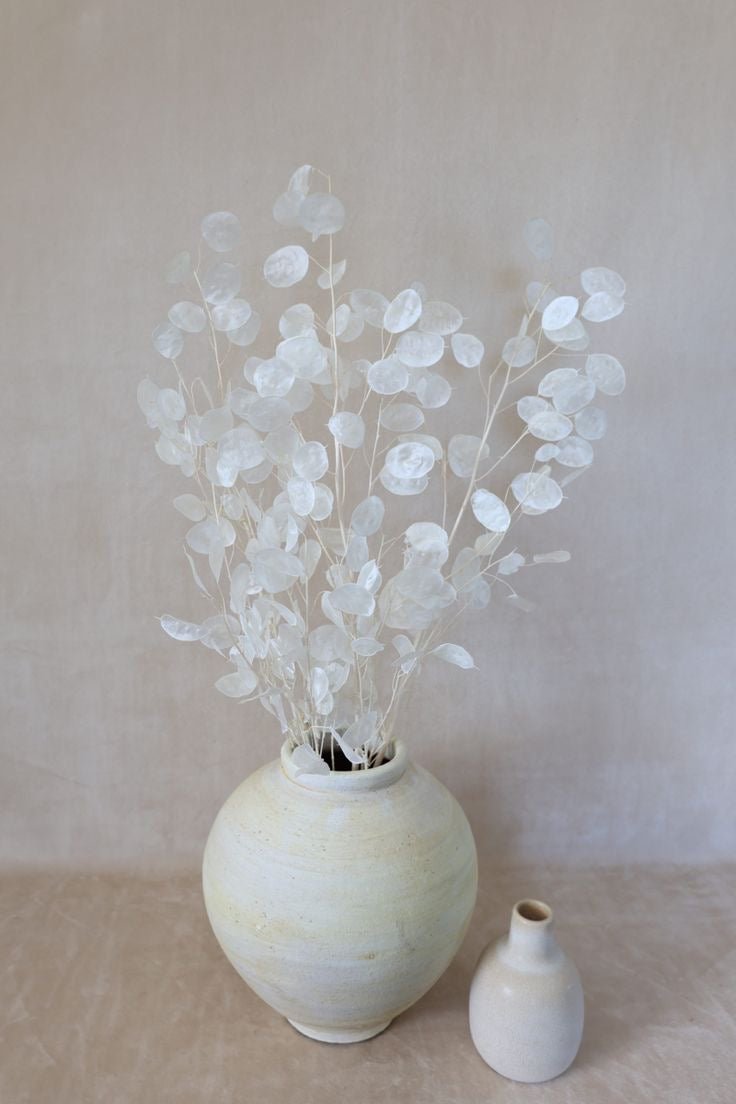LUNARIA - PAMPASKONING