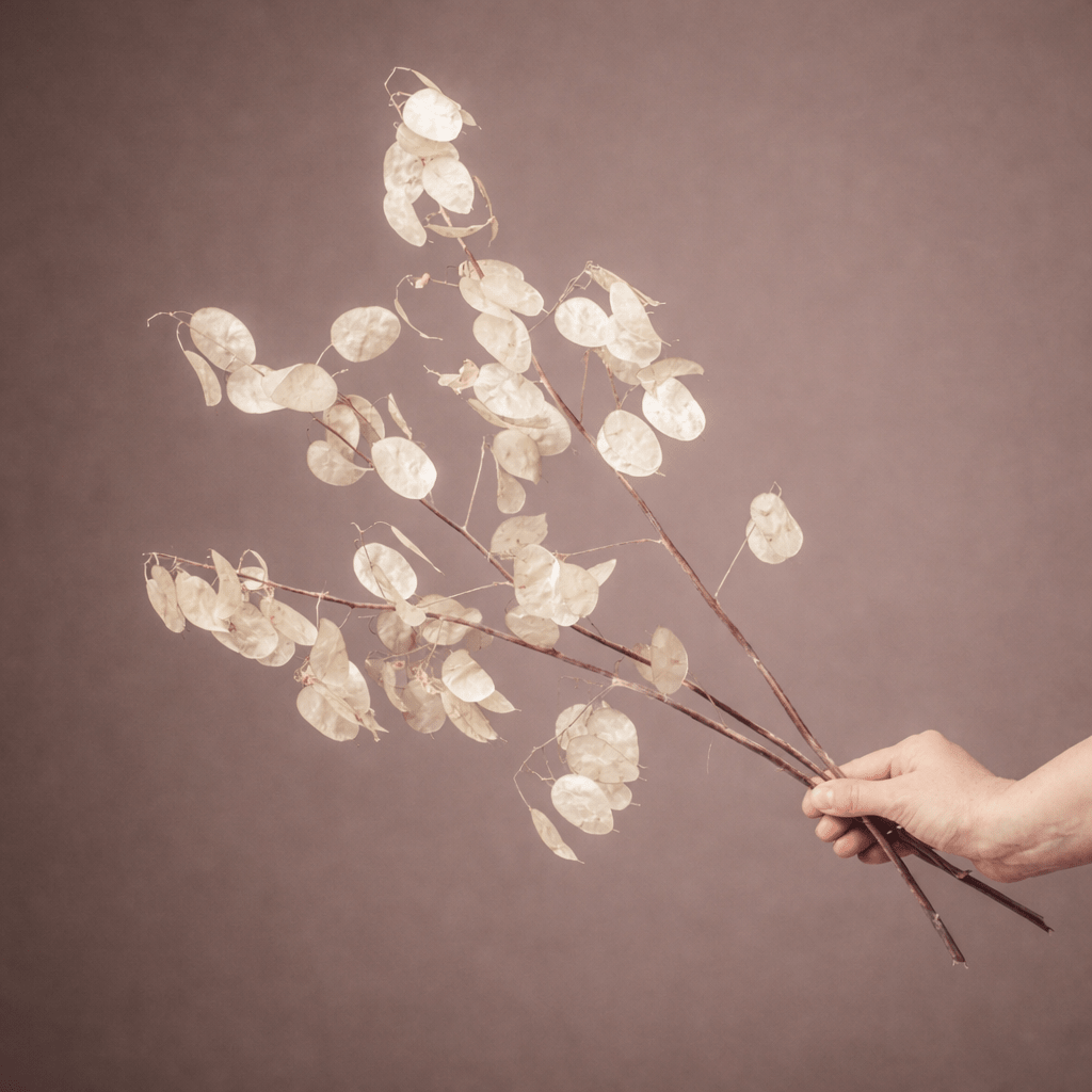 LUNARIA - PAMPASKONING