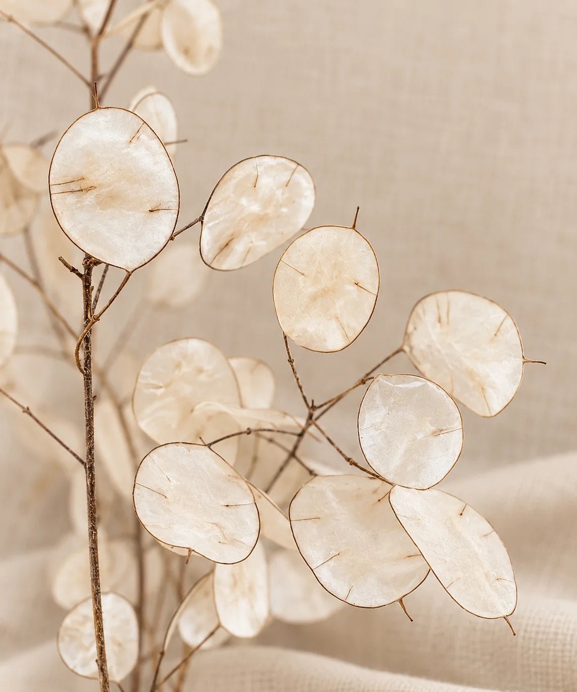 LUNARIA - PAMPASKONING