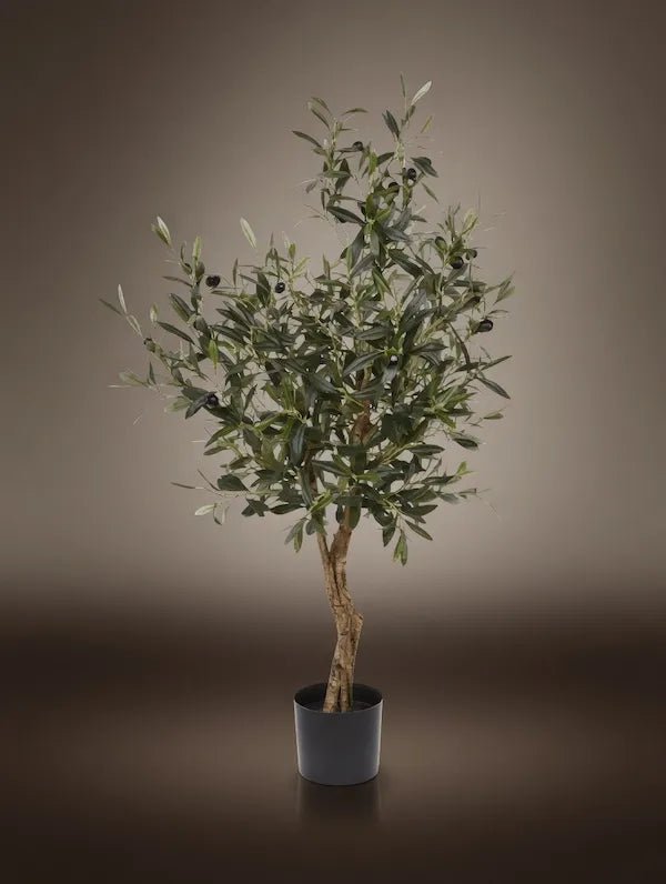 MEDIUM OLIVE TREE V2 - PAMPASKONING