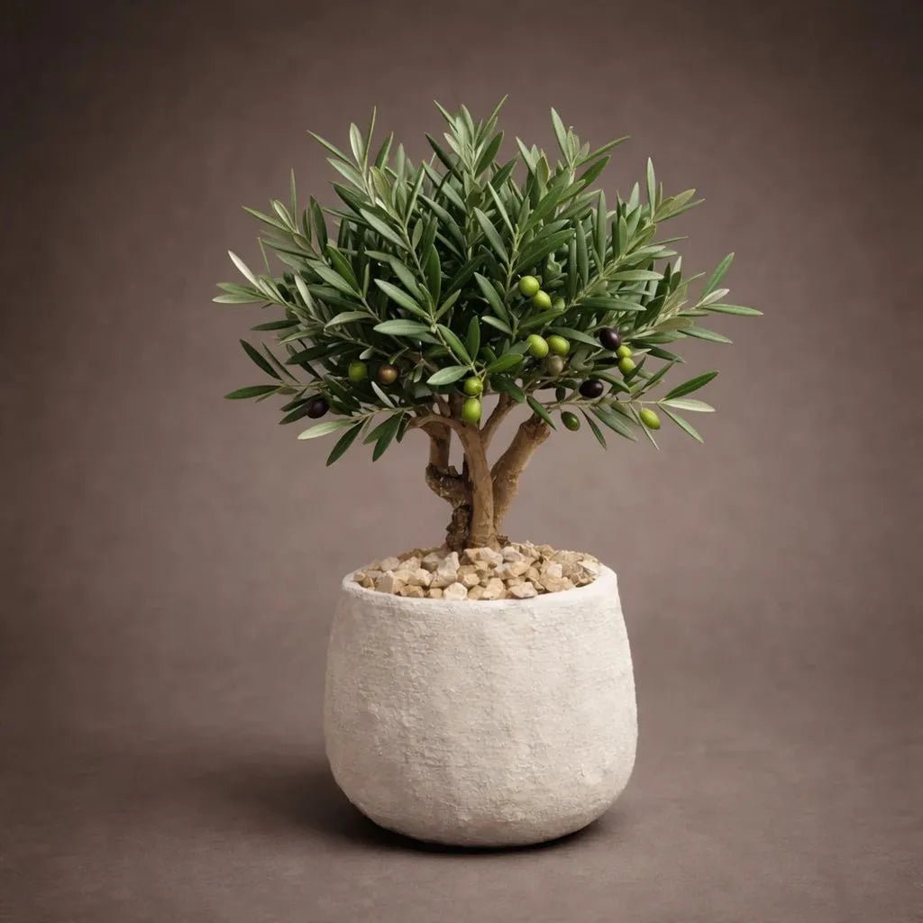 OLIVE BONSAI - PAMPASKONING