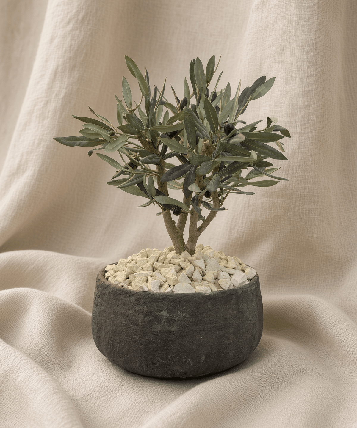 OLIVE BONSAI - PAMPASKONING