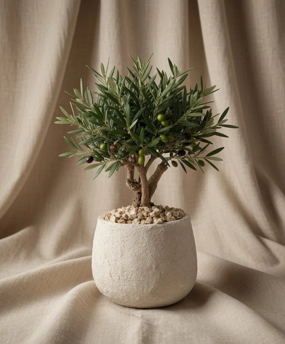 OLIVE BONSAI - PAMPASKONING