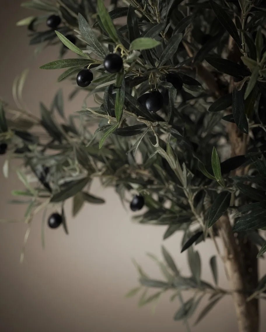 OLIVE TREE MEDIUM PK17 - PAMPASKONING