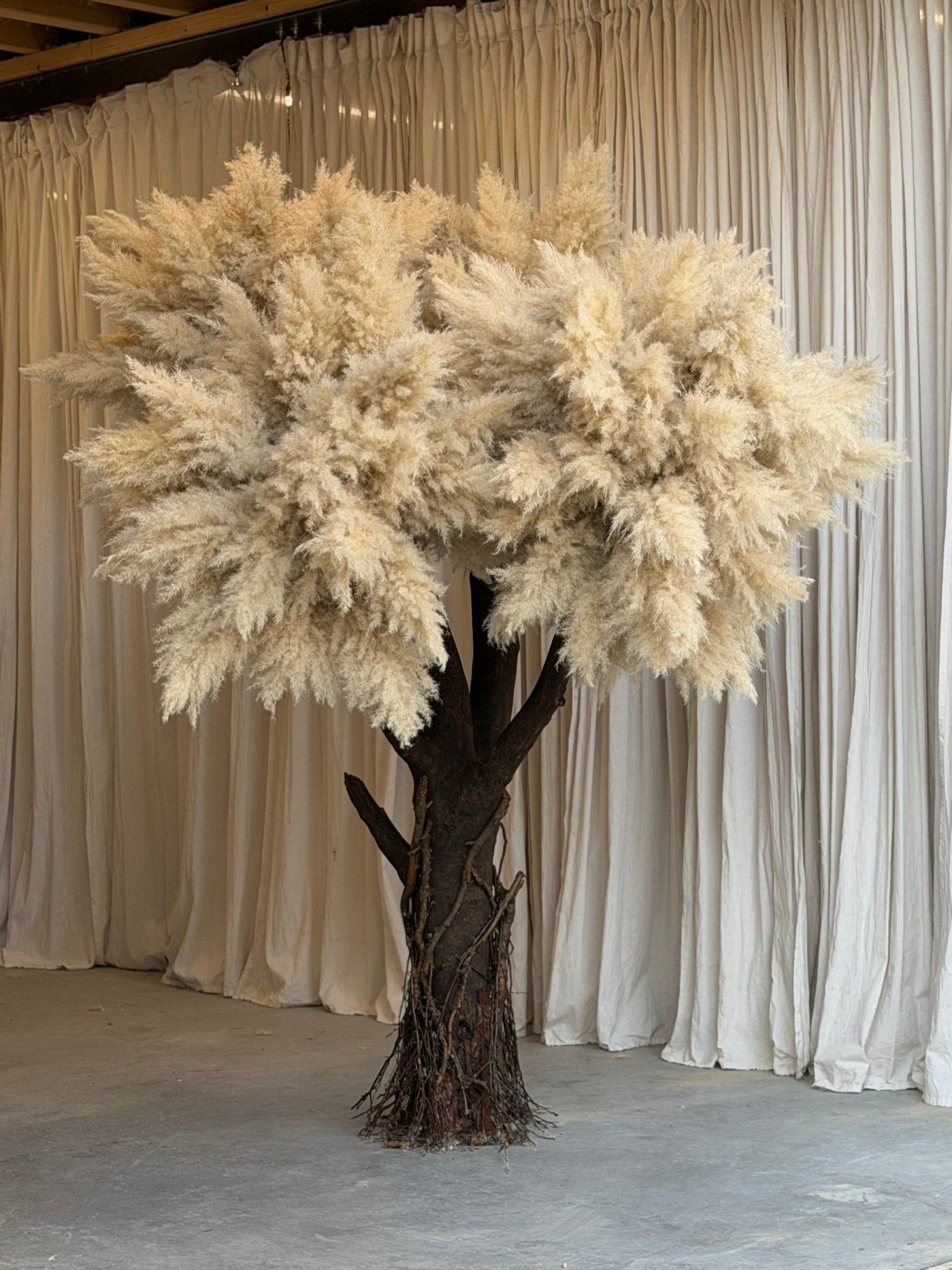PAMPAS OAK - FLUFFY OAK TREE - PAMPASKONING