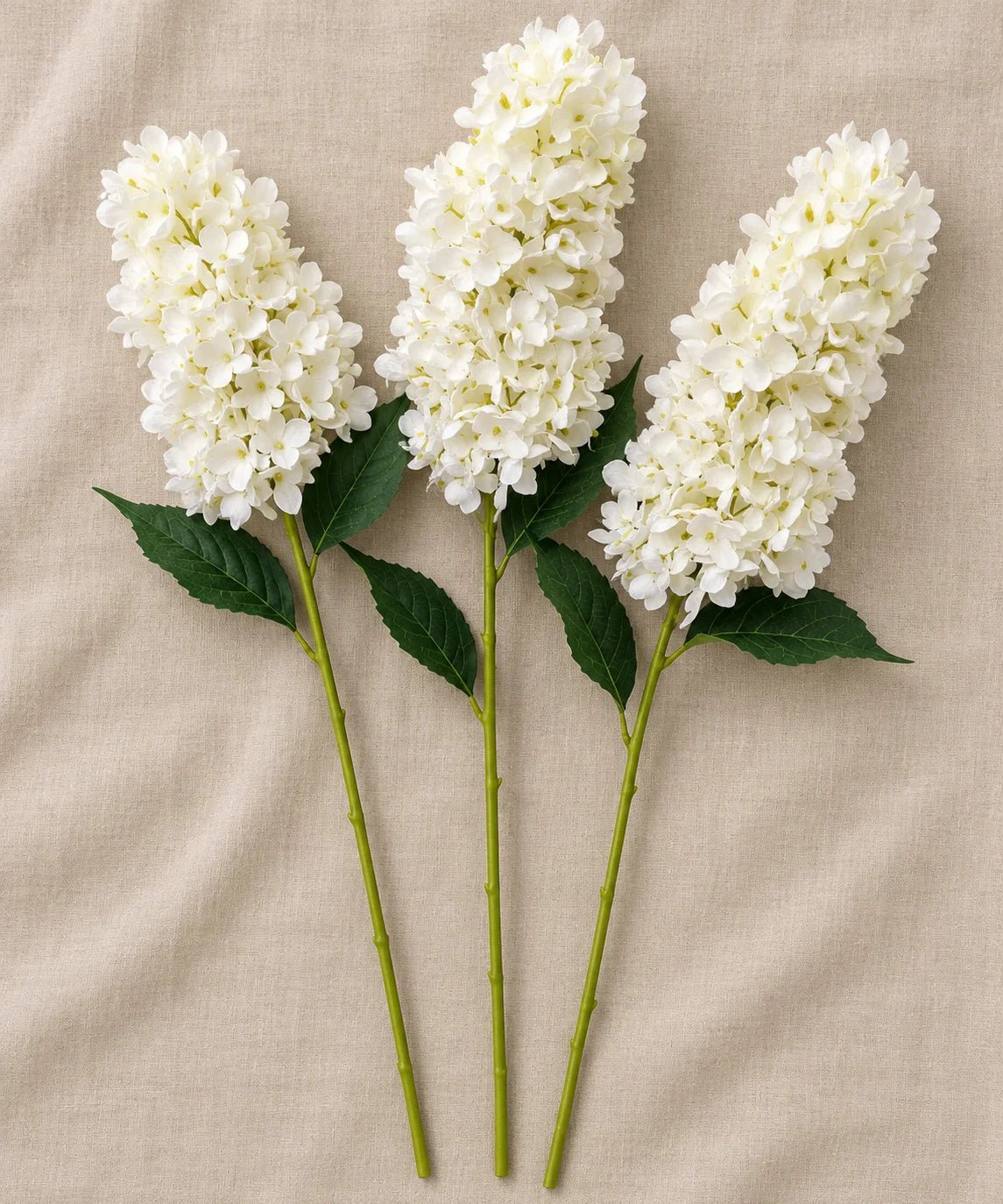 PANICLE HYDRANGEA WHITE - PAMPASKONING