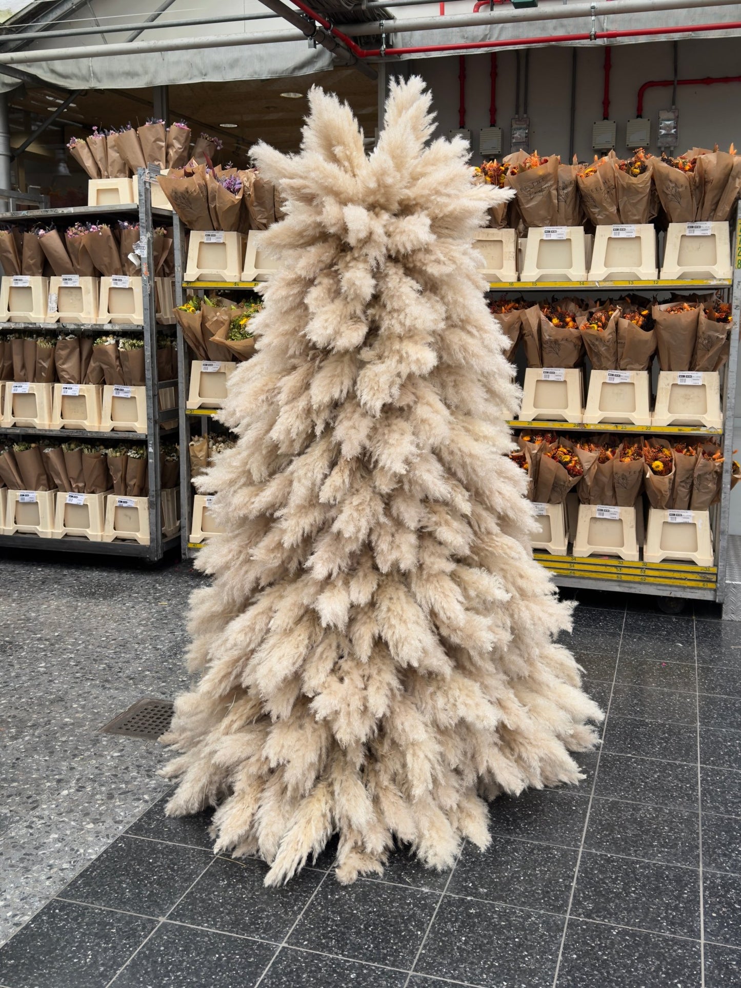 PK - XTREE - PAMPASKONING