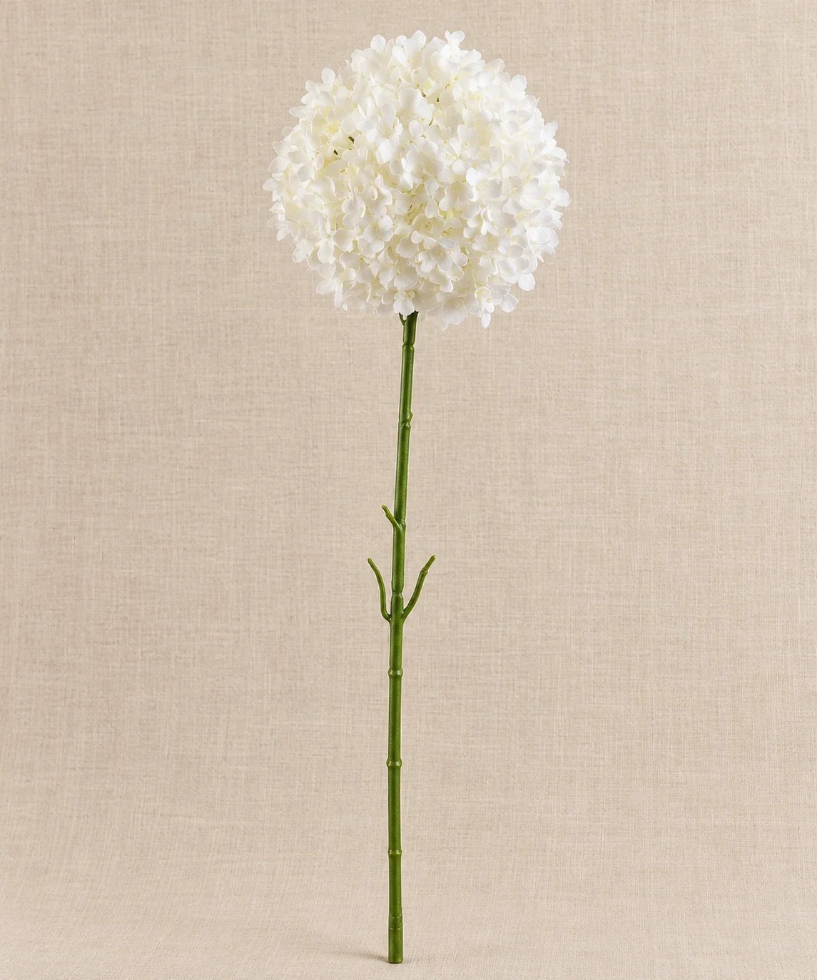 PREMIUM ALLIUM WHITE - PAMPASKONING