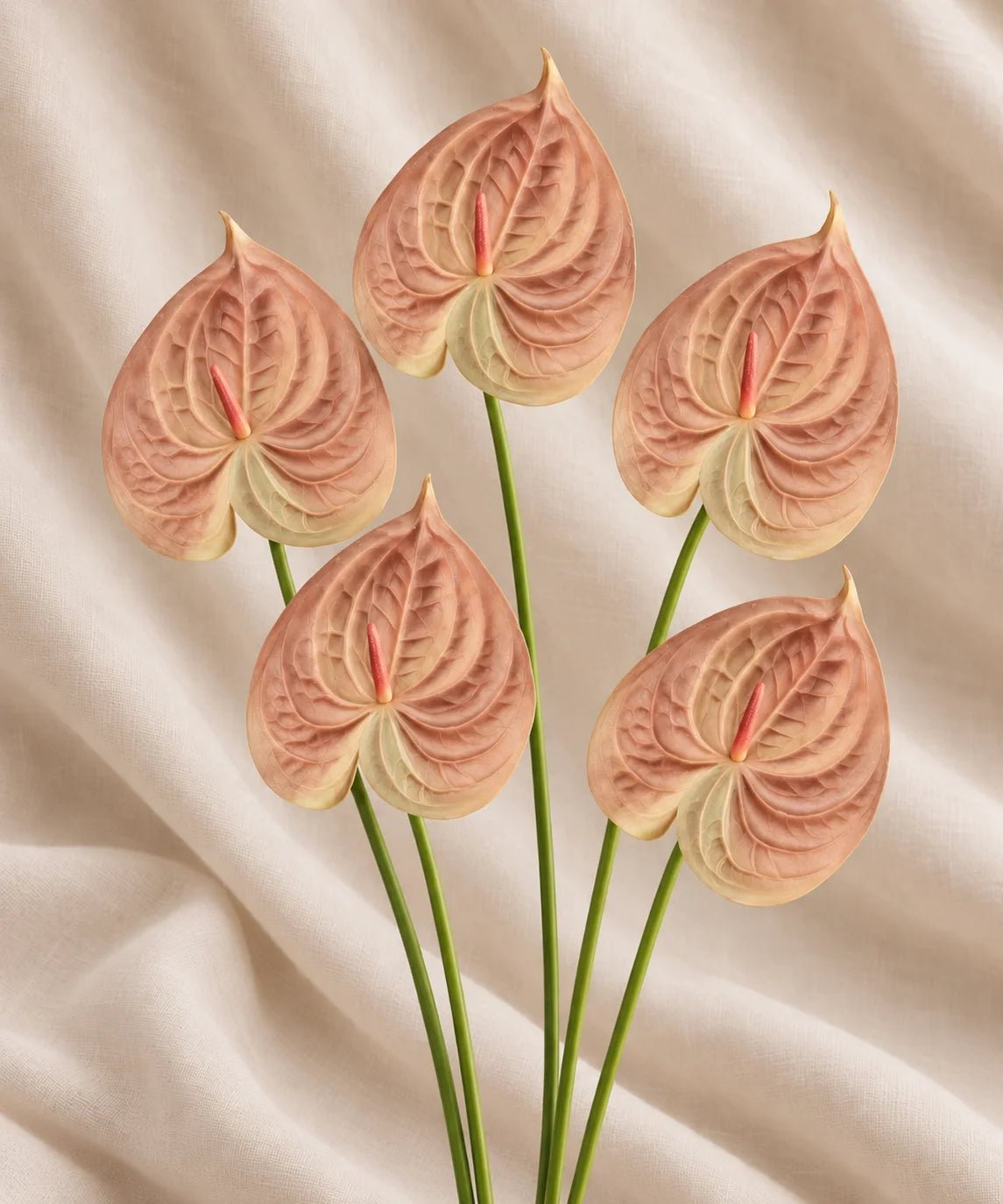PREMIUM ANTHURIUM BEIGE - PAMPASKONING