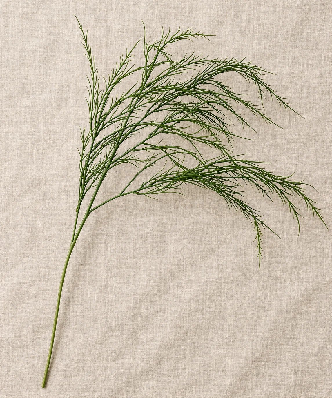 PREMIUM ASPARAGUS GREEN - PAMPASKONING