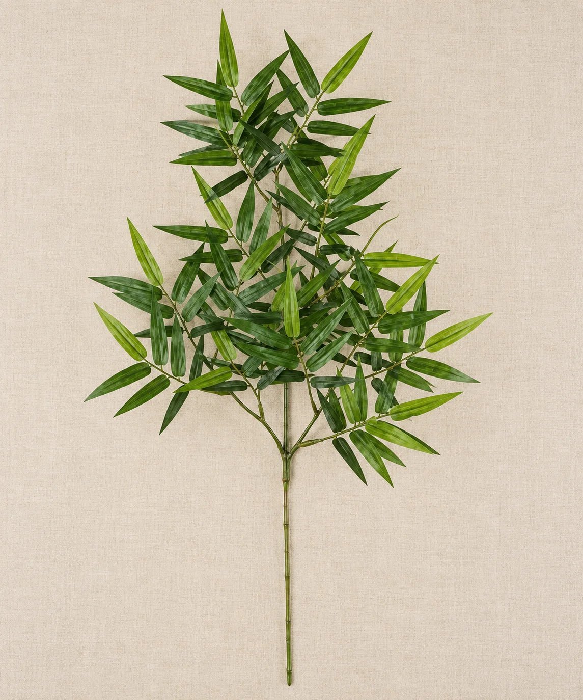 PREMIUM BAMBOO - PAMPASKONING