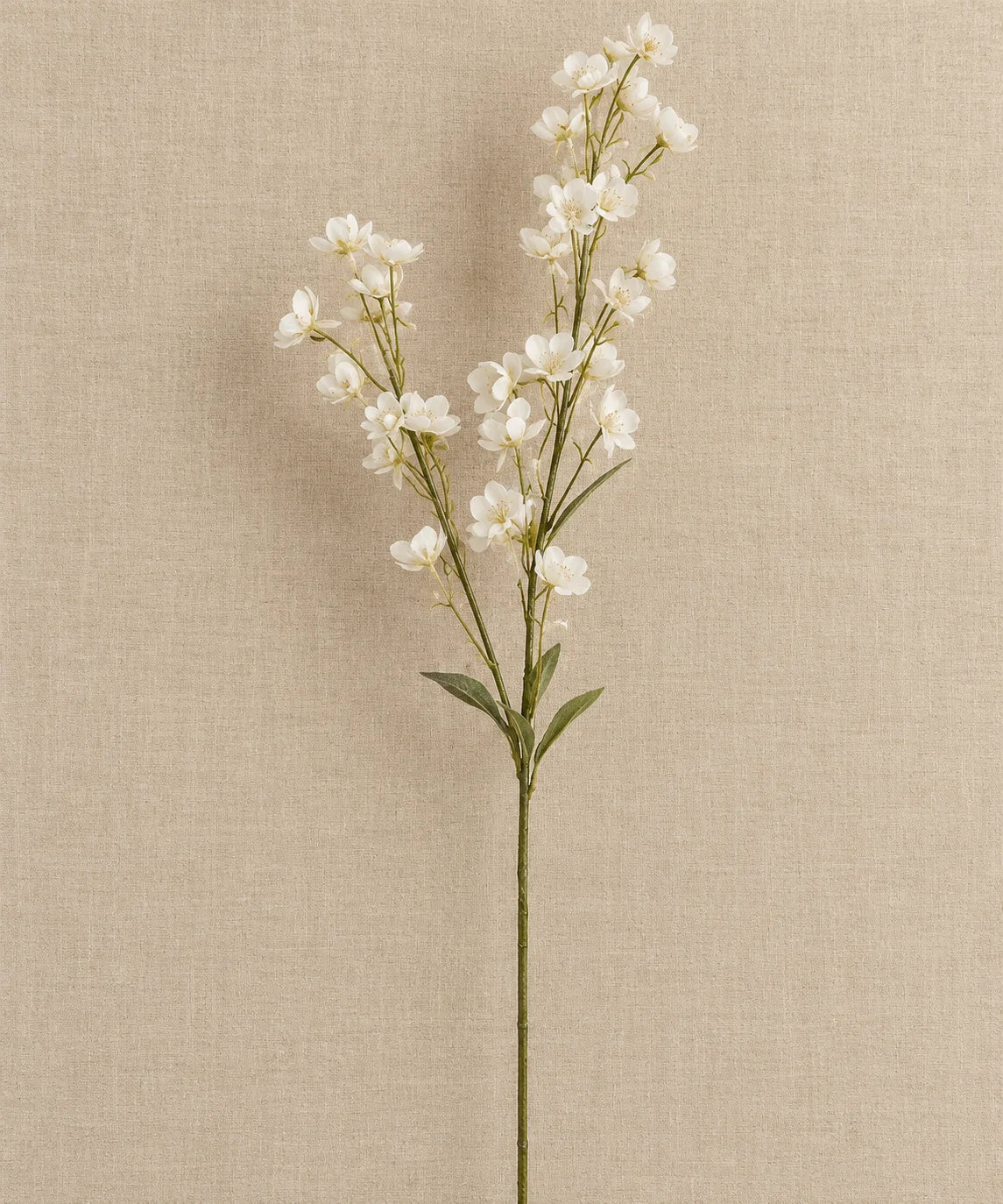 PREMIUM BUTTERCUP WHITE - PAMPASKONING