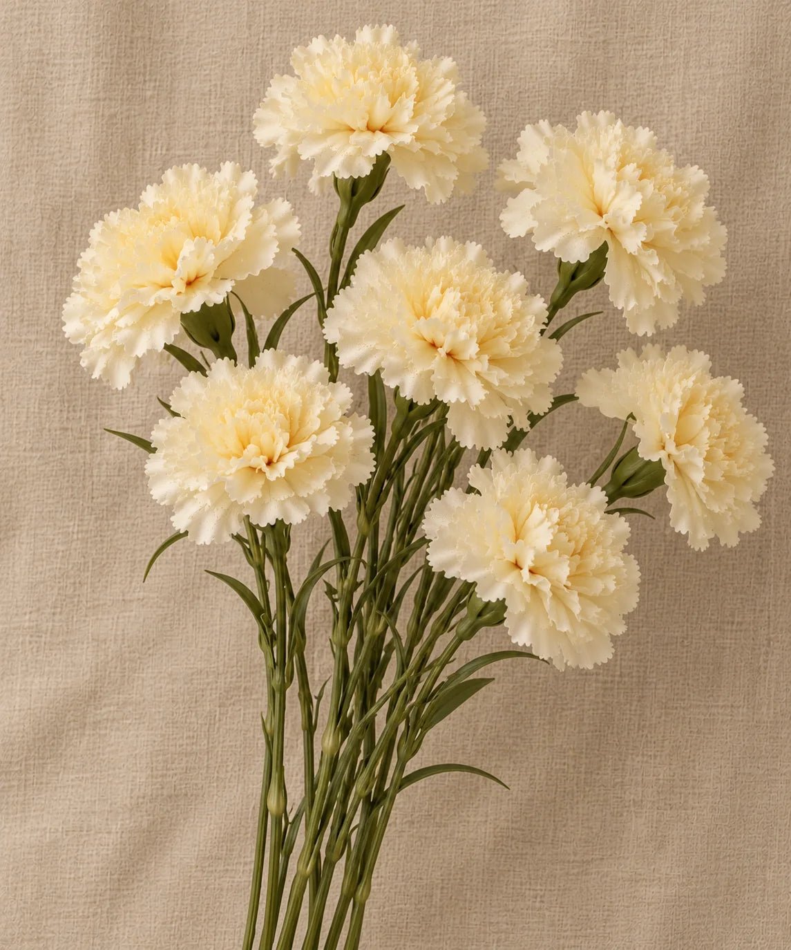 PREMIUM CARNATION CREME - PAMPASKONING