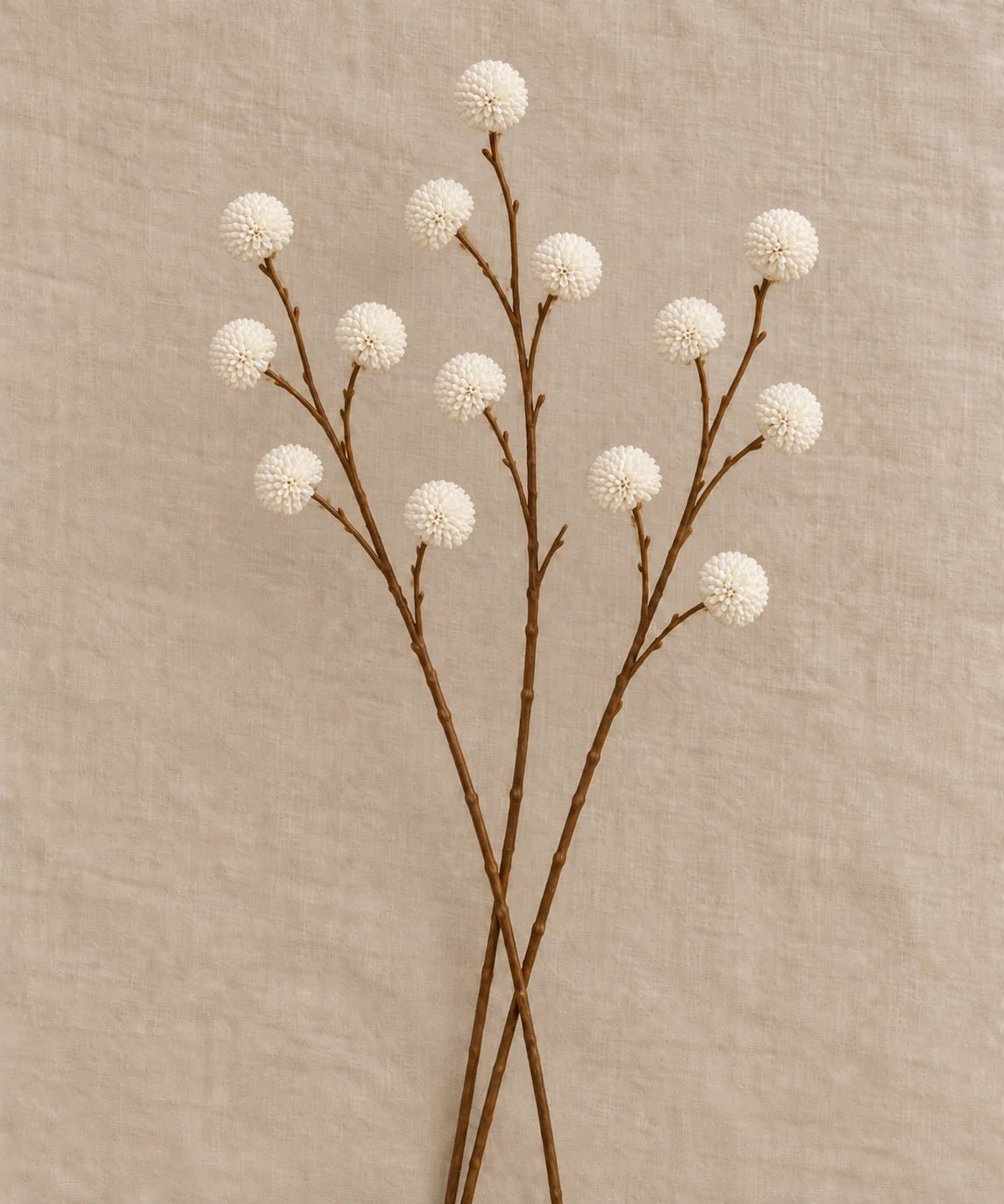 PREMIUM CHRYSANT WHITE - PAMPASKONING