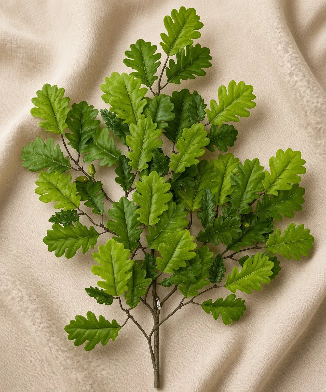 PREMIUM OAK LEAF - PAMPASKONING