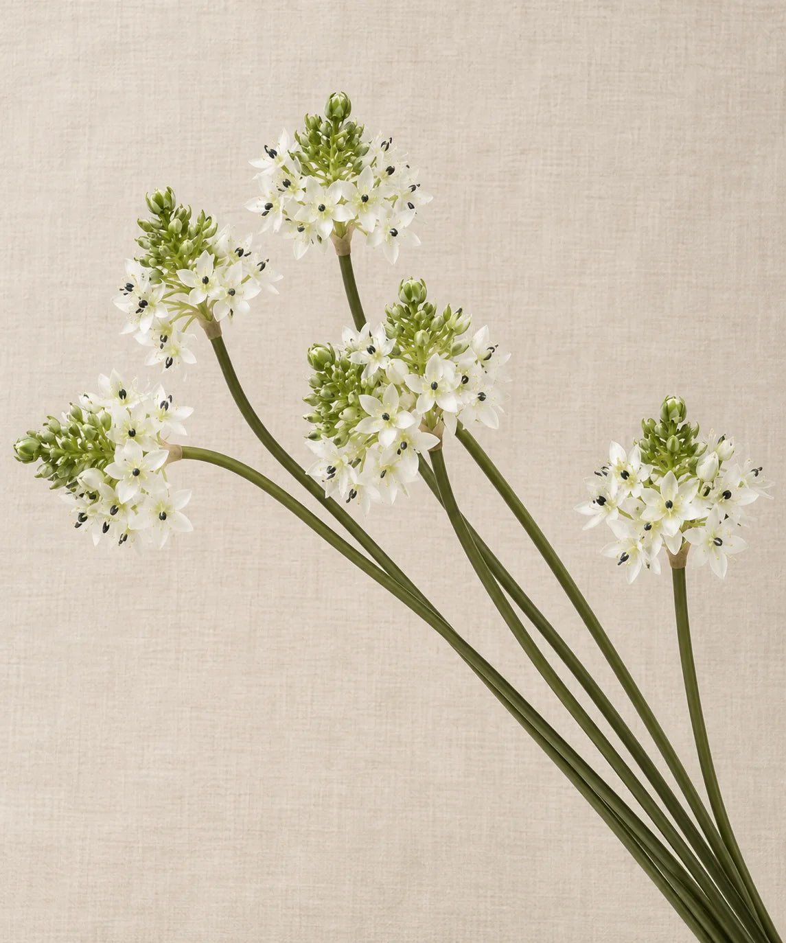 PREMIUM ORNIT WHITE - PAMPASKONING