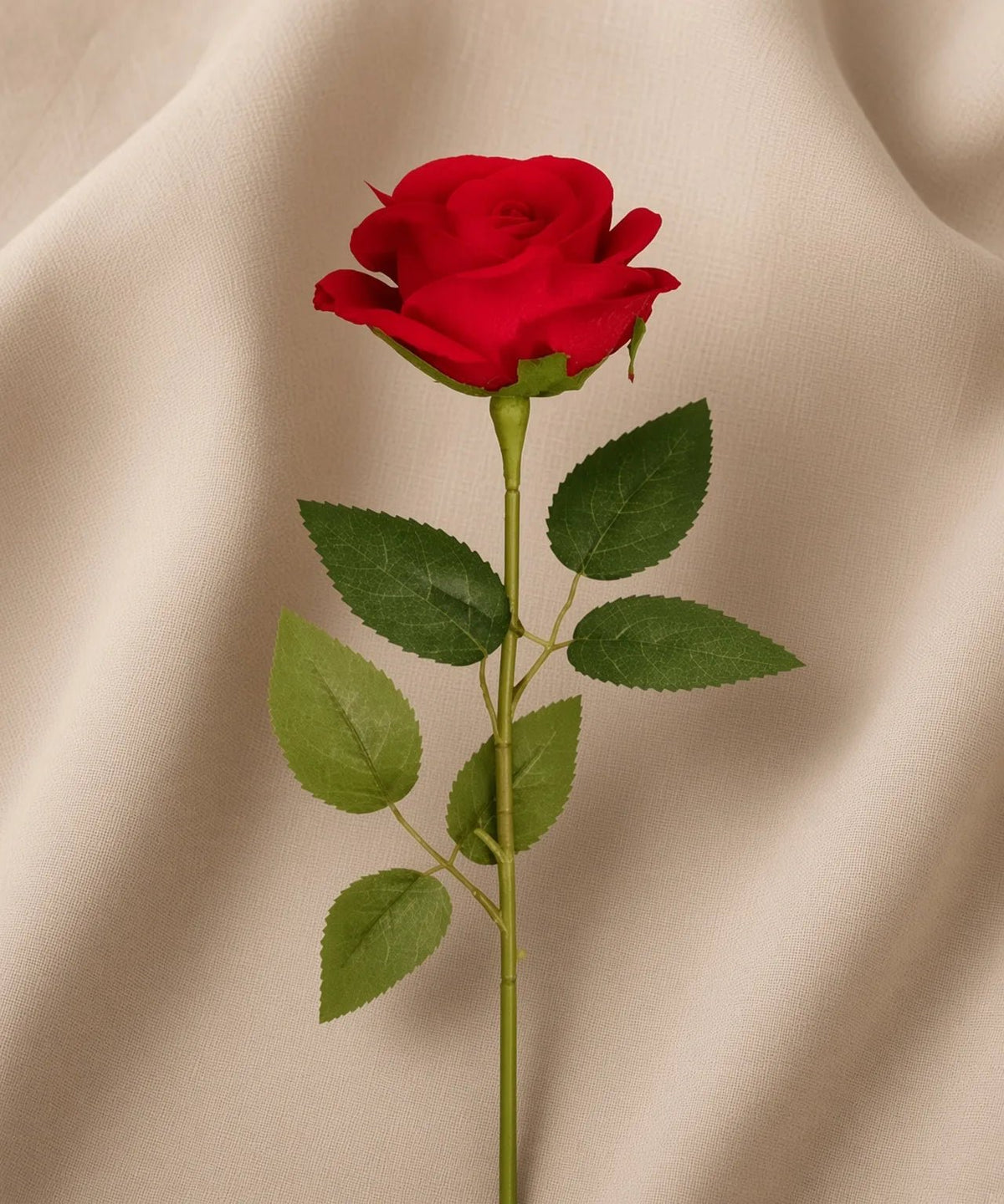RED ROSE - PAMPASKONING