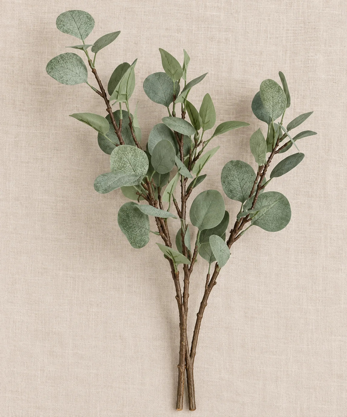 SILVER DOLLAR EUCALYPTUS - PAMPASKONING
