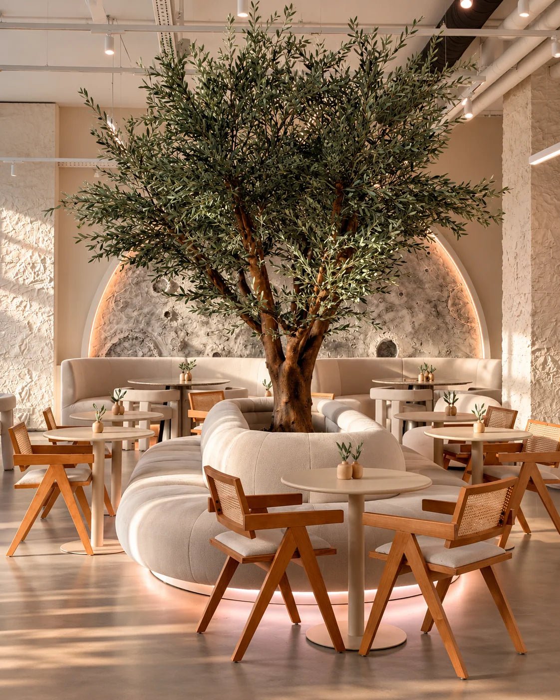 TARRAGOTA OLIVE TREE - PAMPASKONING