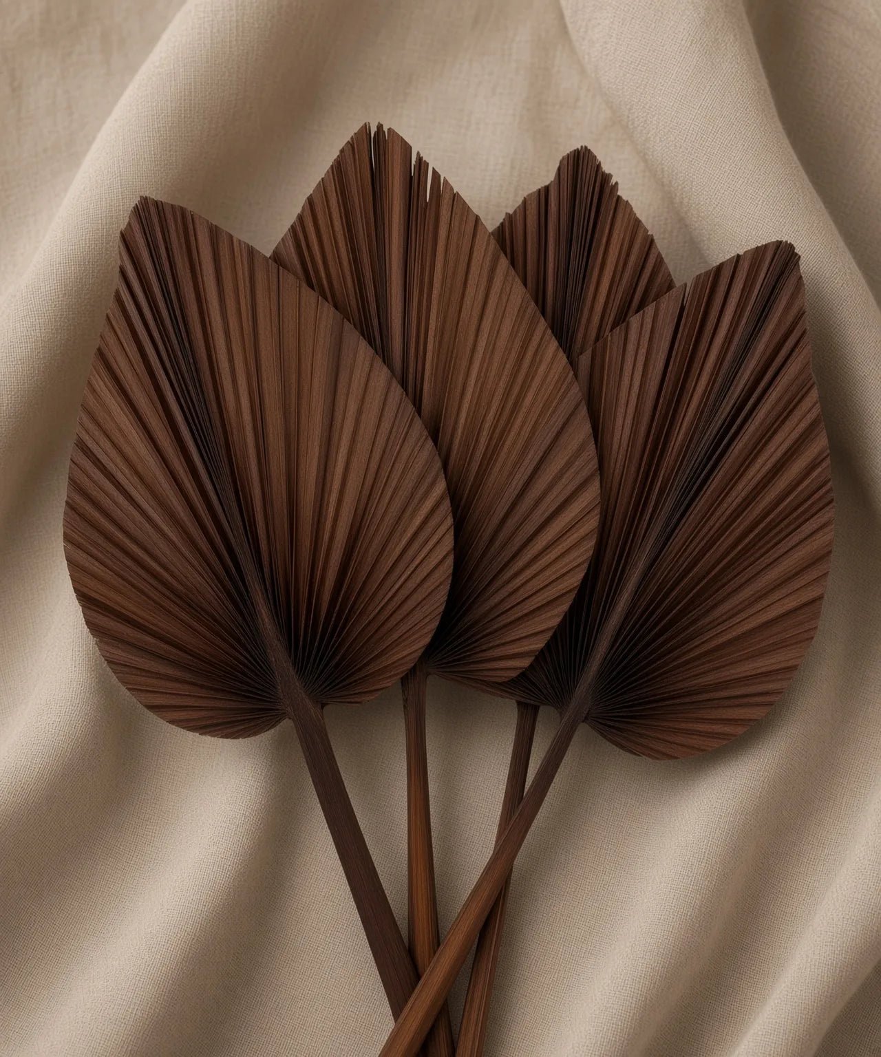 WALNUT PALM SPEARS - PAMPASKONING