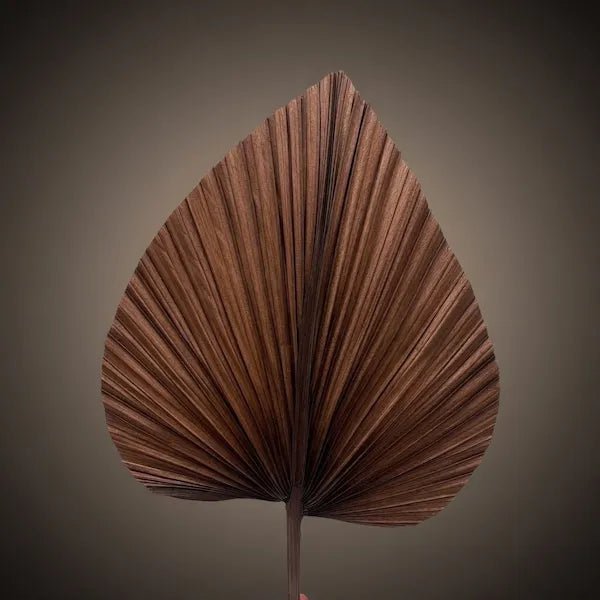 WALNUT PALM SPEARS - PAMPASKONING