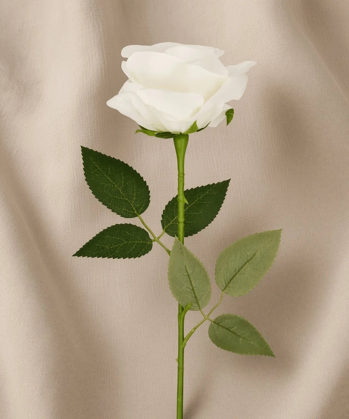 WHITE ROSE - PAMPASKONING