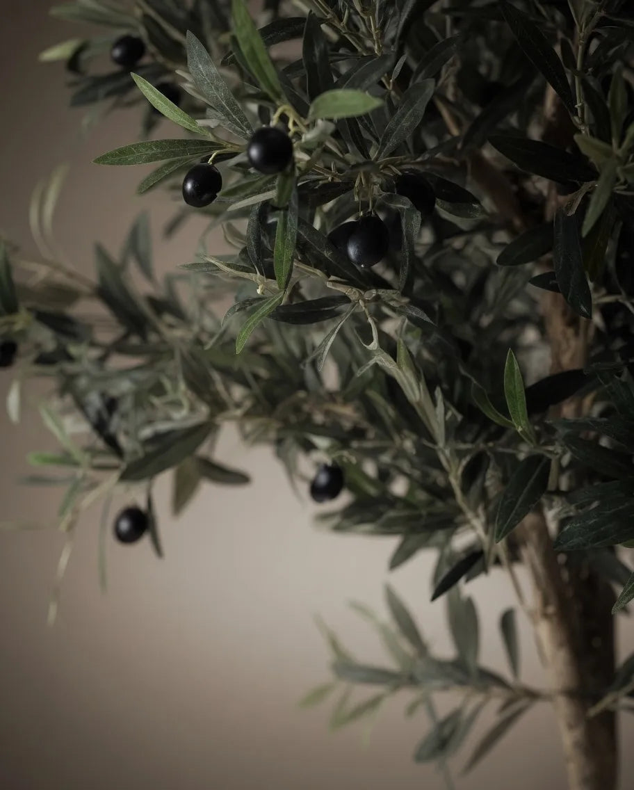 OLIVE TREE MEDIUM PK17