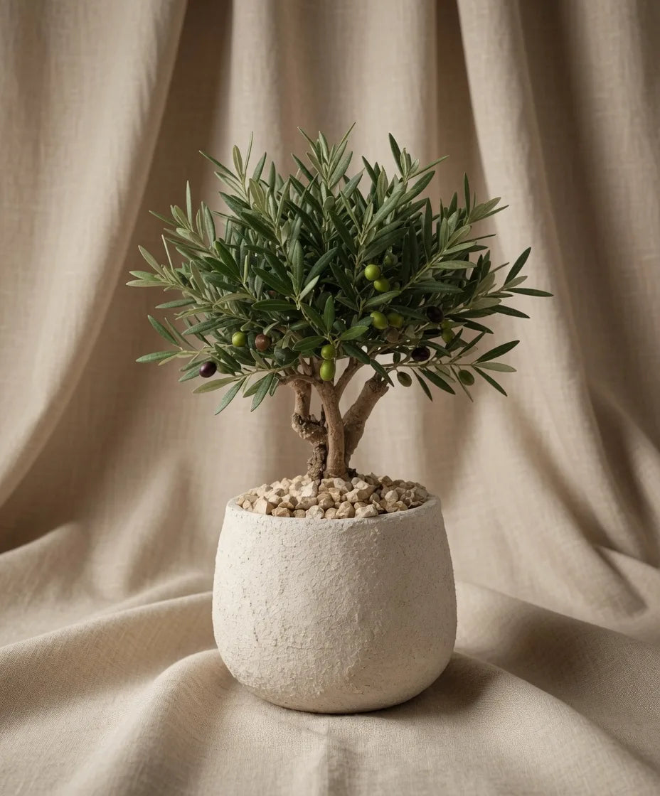 OLIVE BONSAI
