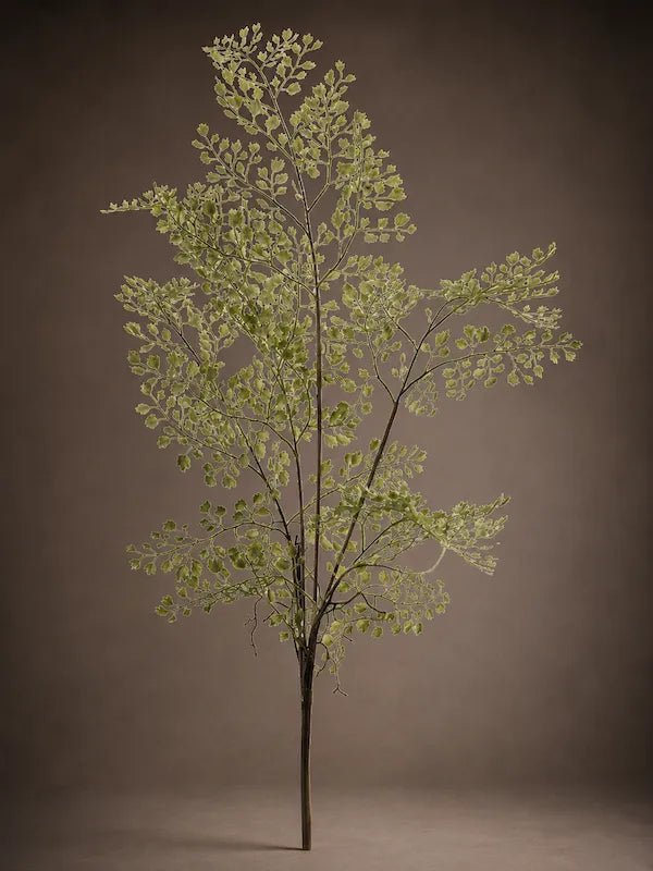 Adianthum - PAMPASKONING